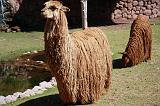 PERU - Alpaca - 3